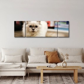 Obraz białego kota (170x50 cm)