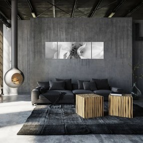 Obraz - Kwiat, czarno - biały (170x50 cm)