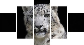 Obraz - Snow Leopard (125x70 cm)
