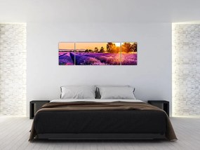 Obraz lawendowego pola (170x50 cm)