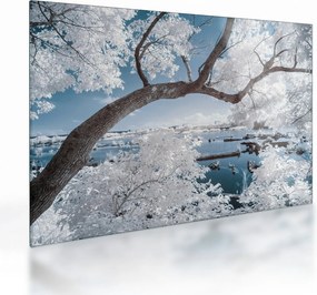 Obraz na szkle - ośnieżone drzewo nad wodą (70x50 cm)