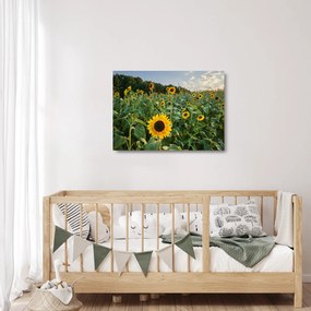 Obraz na szkle - Sunflower Field II. (70x50 cm)