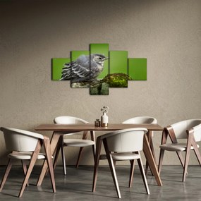 Obraz - Muchołówka (125x70 cm)