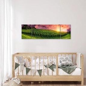 Obraz winnicy z kolorowym niebem (170x50 cm)