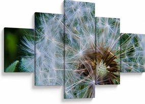 Obraz przekwitniętego dmuchawca (125x70 cm)