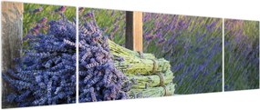Obraz - Pęczki lawendy (170x50 cm)