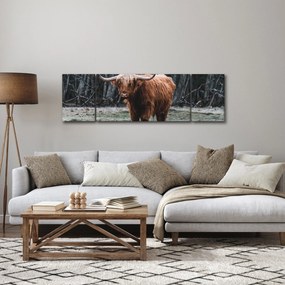 Obraz - Szkocka krowa 2 (170x50 cm)