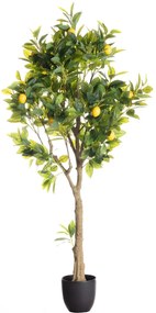Drzewko Cytrynowe 146cm