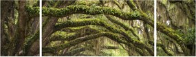 Obraz - Oaks Avenue, Charleston, Karolina Południowa, USA (170x50 cm)