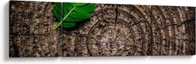Obraz liścia na pniu drzewa (170x50 cm)