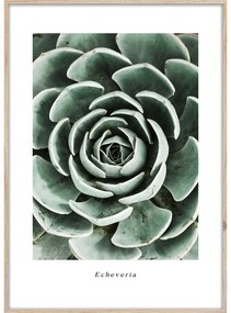 Obraz 50x70 cm Echeveria – Styler