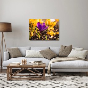 Obraz fioletowego kwiatu (70x50 cm)
