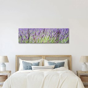 Obraz pola z lawendą (170x50 cm)