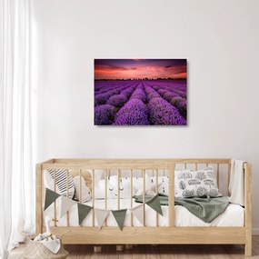 Obraz na szkle - Pole lawendy (70x50 cm)