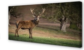 Obraz canvas na ścianę Samotny Jeleń na Polu