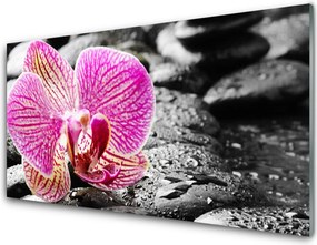 Panel Kuchenny Orchidea Na Kamieniach Rzecznych