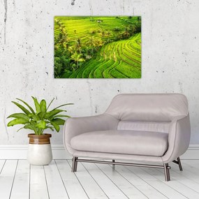 Obraz na szkle - Pola ryżowe (70x50 cm)