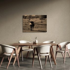 Obraz na szkle - Krowa z Teksasu (70x50 cm)