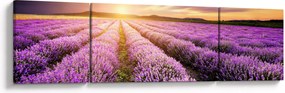 Obraz - Wschód słońca na polu lawendy (170x50 cm)