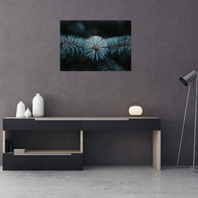 Obraz gałązki drzewa iglastego (70x50 cm)