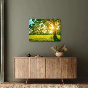 Obraz na szkle - Słoneczny Las (70x50 cm)