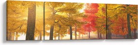 Obraz jesiennych drzew (170x50 cm)