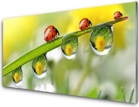 Panel Szklany Biedronka na Zielonym Liściu