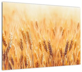 Obraz - pole z ziarnami (70x50 cm)