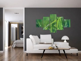 Obraz kropli rosy (125x70 cm)