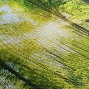 Obraz - Świt w lesie (125x70 cm)