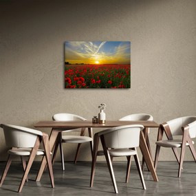 Obraz pola maków (70x50 cm)