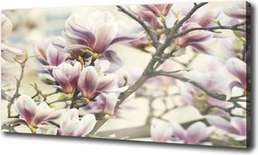 Foto obraz canvas Magnolia