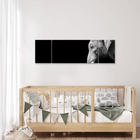 Obraz - Słoń (170x50 cm)