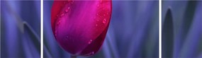 Obraz pąka tulipana (170x50 cm)