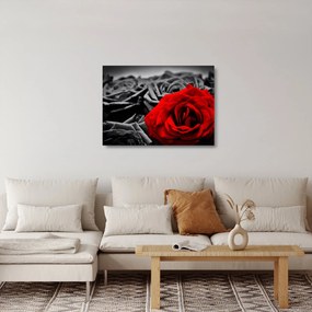 Obraz na szkle - Kwiaty róży (70x50 cm)