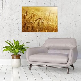 Obraz na szkle - Kłosy zboża (70x50 cm)