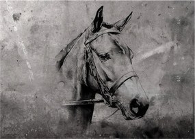 Obraz na szkle - Portret konia (70x50 cm)