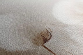 Obraz łodygi bawełny