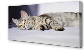 Zdjęcie na płótnie Kot w Relaksie
