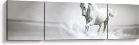 Obraz - Biały koń (170x50 cm)