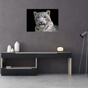 Obraz na szkle - Snow Leopard (70x50 cm)