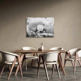 Obraz na szkle - Niedźwiedzie polarne (70x50 cm)