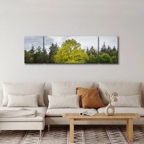 Obraz zielonego drzewa na środku pola (170x50 cm)