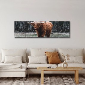 Obraz - Szkocka krowa 2 (170x50 cm)
