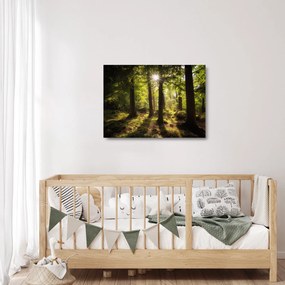Obraz na szkle sennego lasu (70x50 cm)