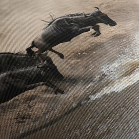 Obraz - Stado antylop gnu (70x50 cm)