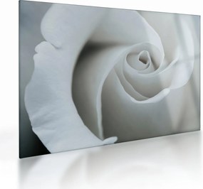 Obraz na szkle - Biała róża (70x50 cm)