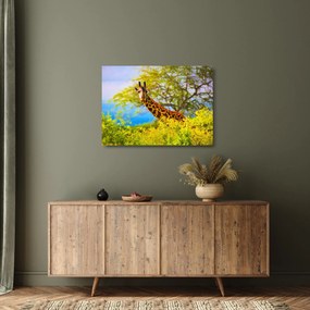 Obraz na szkle żyrafy w Afryce (70x50 cm)