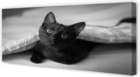 Obraz na płótnie Przytulny Kot pod Kołdrą