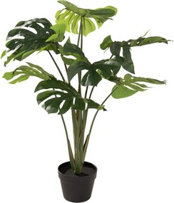 Monstera Mini w doniczce 90 cm